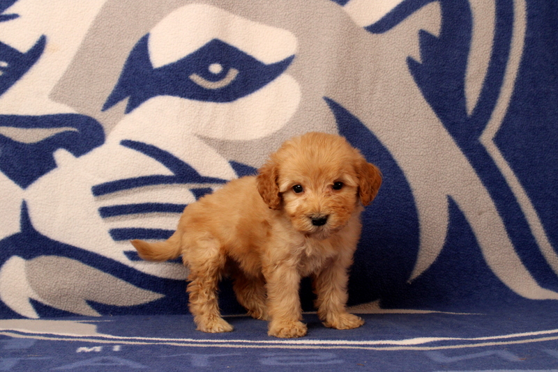 puppy, for, sale, Mini Goldendoodle F2B, Matthew B. Stoltzfus, dog, breeder, Gap, PA, dog-breeder, puppy-for-sale, forsale, nearby, find, puppyfind, locator, puppylocator, aca